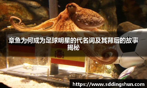 章鱼为何成为足球明星的代名词及其背后的故事揭秘